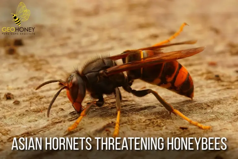 Asian Hornets Threatening Honeybees in Europe